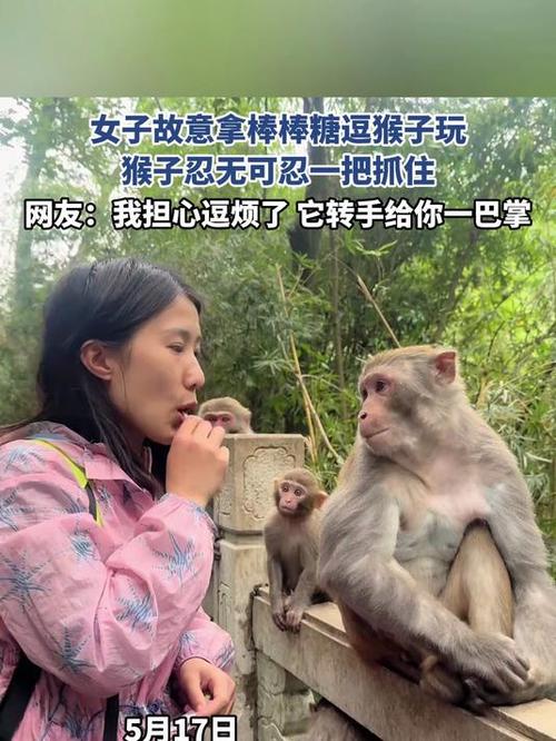 新澳门开奖记录新纪录和车钥匙逗猴被猴抢走与猴子车钥匙